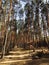 A forest full of tall pine trees - UKRAINE - KYIV - EUROPE