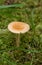 Forest Funghi, Tay Forest Park