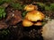 Forest fungi marasmius torquescens  growing on a rotten tree stump in late summer.