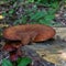 Forest fungi are saprophytes that live on the trunks and stumps of dead trees, participating in the process of processing rotten w