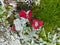 Forest garden with lichens