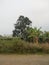 Forest gardens and rice fields on the outskirts of residential residents