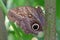 Forest Giant Owl Butterfly, caligo eurilochus