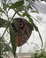 A Forest Giant Owl Butterfly, Caligo eurilochus resting on a Bamboo leaf at St Andrews Botanic Garden Butterfly House.