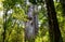 Forest giants. Waipoua kauri. Nature parks of New Zealand.