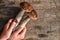 Forest gifts of nature. Children`s hands holding Two sturdy birch mushroom on an old wooden background