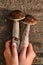 Forest gifts of nature. Children`s hands holding Two sturdy birch mushroom on an old wooden background