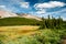 Forest glade in Banff National Park