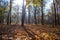 Forest glade covered by a dry leaves in a light of  sun