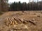 The forest glade with felled trees in November