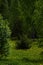 Forest glade overgrown with flowering dandelions. Sunny spring day in the Western Urals.