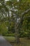 Forest, glade and path in National monument of landscape architecture Park in former time royal residence on outskirts of Sofia