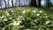 Forest glade with white snowdrops in the early spring