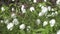 Forest glade with white snowdrops in the early spring,Wind swings flowers,Dolly zoom