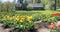 Forest glade with the yellow spring blossoming fine tulips