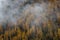 Forest of golden spruces in autumn in fog in Swiss alps