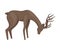 Forest Graceful Deer with Antlers in Standing Pose Vector Illustration. Wildlife of Forest Mammals Concept