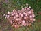 Forest grass close up macro photo with mushrooms