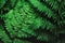 Forest grass, fern. Dark light background, top view, flat lay, copy space.