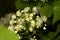 Forest grass squash blossoms