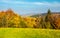 Forest on grassy meadow in autumn at sunrise