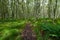 Forest with green carex, green tussock, grass and trees covered with moss in Glendalough, Ireland