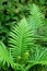 Forest Green Fern