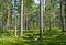 Forest, green grass, large trees, Lapland, Finland, summer