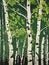 Forest Green Leaves Trees Birch Aster Mono Printing Mature Color