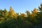 Forest with green and yellow foliage on the background of blue sky. The beginning of fall season