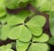 Forest ground cover of up close Clover leaves