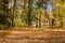 Forest with the Ground covered in Fallen Leaves on a Sunny Autumn Morning