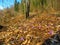 Forest ground covered in spring crocus or giant crocus (Crocus vernus