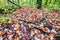 Forest ground is fully covered by multicoloured fall maple leave