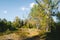 forest grove of Populus tremula, called as common aspen