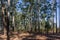 Forest Gum Trees Inside