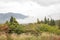 Forest at Hakone in cloudy day , Japan