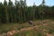 Forest harvester during sawing trees in a forest. Forestry tree harvester in woodland on clearing forests. Clearcutting logging