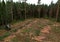 Forest harvester during sawing trees in a forest. Forestry tree harvester in woodland on clearing forests. Clearcutting logging