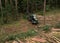 Forest harvester during sawing trees in a forest. Forestry tree harvester in woodland on clearing forests. Clearcutting logging