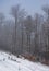 Forest in haze with trees in hoarfrost