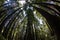 Forest of Healthy Redwood Trees in Northern California