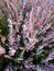 Forest heather, bush of lilac flowers, delicate, beautiful inflorescences