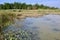 Forest at the hedge of marsh along boardwalk at Presqu\\\'ile