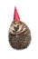 Forest hedgehog in a festive cap isolated