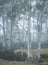 Forest in Highland Tasmania with eucalypt trees in fog. Desaturated.