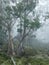 Forest in Highland Tasmania with eucalypt trees in fog. Desaturated.