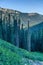 Forest and hiking trail in Joffre Lakes Provincial Park landscape.