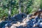 Forest and hiking trail in Joffre Lakes Provincial Park landscape.