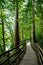 Forest Hiking Walk Near Village Betws-y-Coed In Snowdonia National Park In Wales, United Kingdom